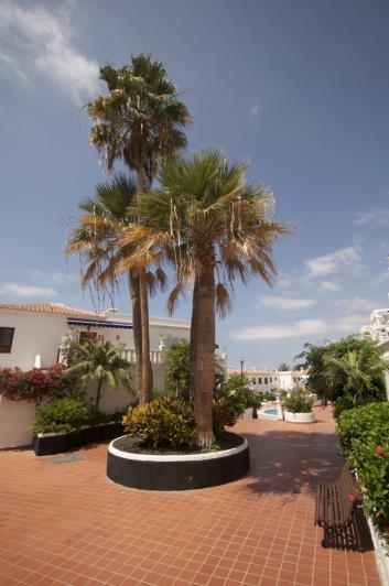 Image No.22-Appartement de 1 chambre à vendre à Arona