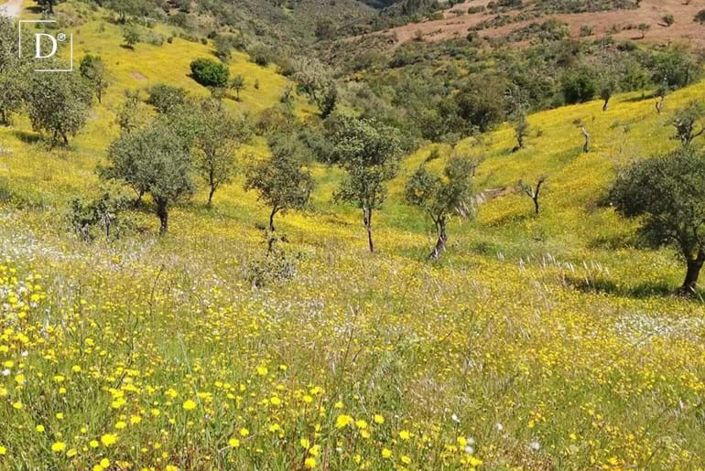 Image No.26-2 Bed Villa for sale