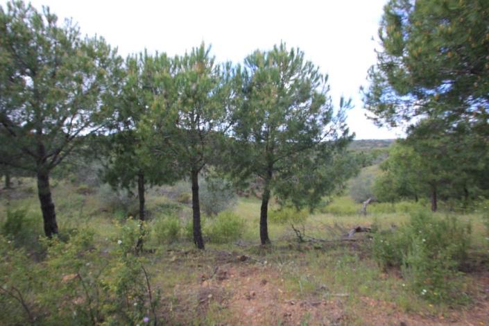 Image No.2-Terre à vendre à Azinhal