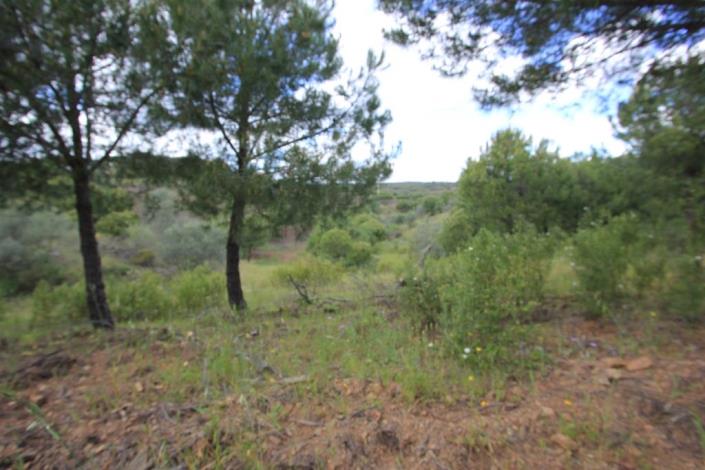 Image No.3-Terre à vendre à Azinhal