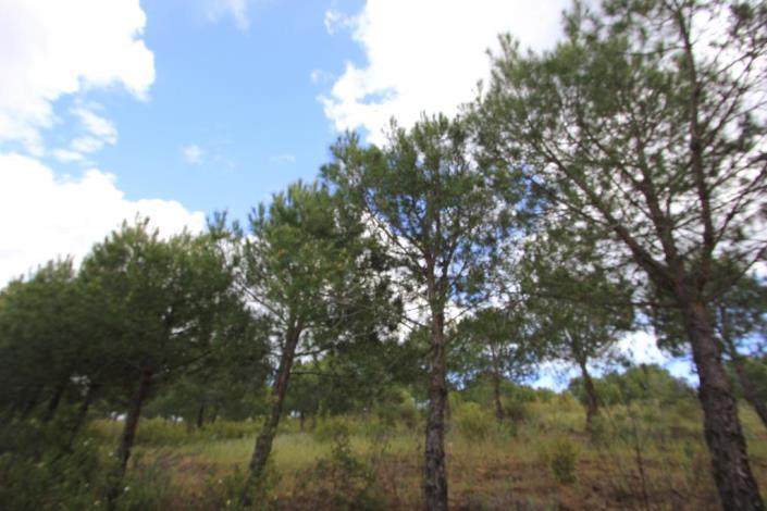 Image No.4-Terre à vendre à Azinhal