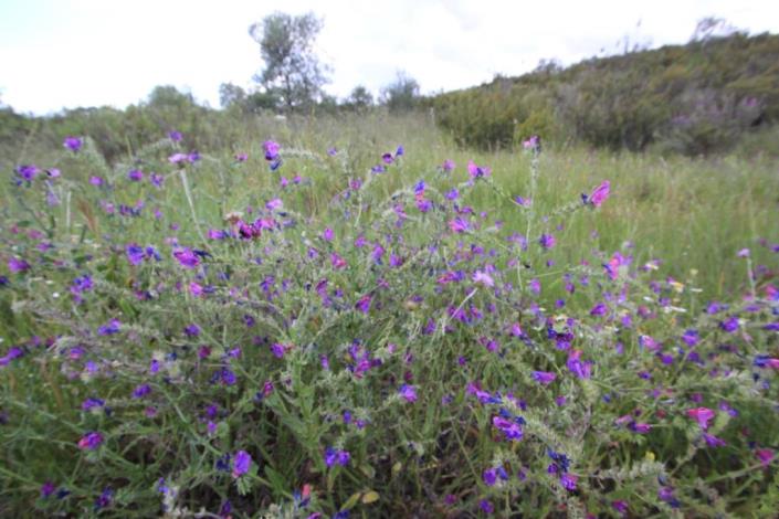 Image No.6-Terre à vendre à Azinhal
