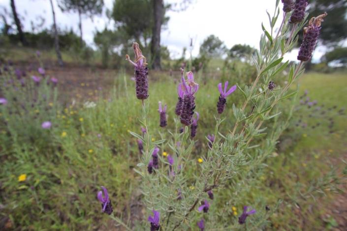 Image No.8-Terre à vendre à Azinhal