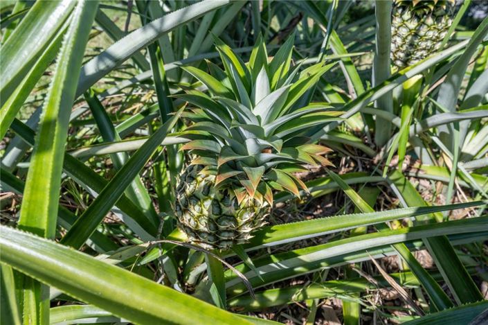 Image No.21-3 Bed House for sale