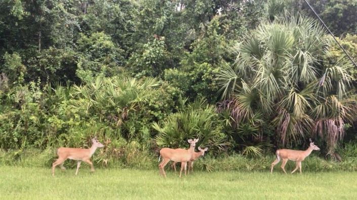 Image No.31-2 Bed House for sale