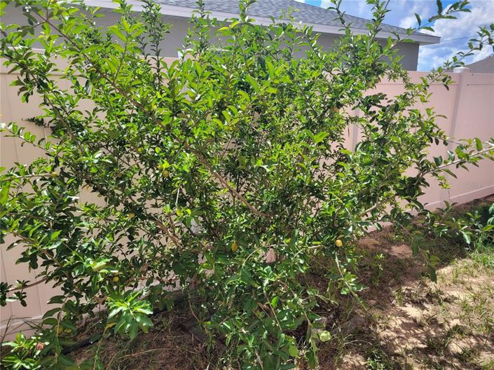 Image No.53-4 Bed House for sale