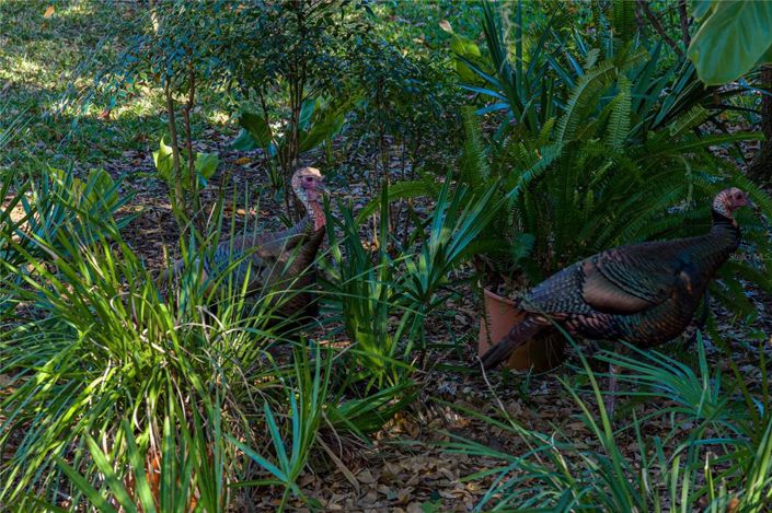 Image No.54-3 Bed House for sale