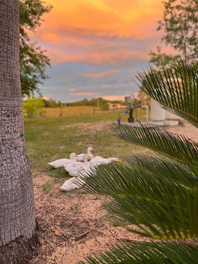 Image No.53-3 Bed House for sale