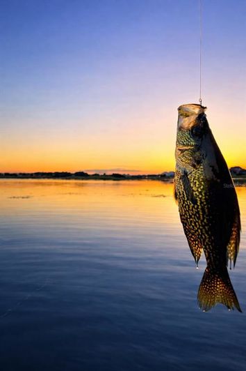 Image No.50-5 Bed House for sale