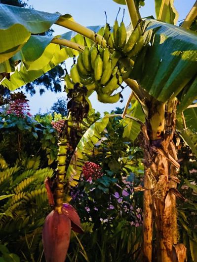 Image No.24-4 Bed House for sale