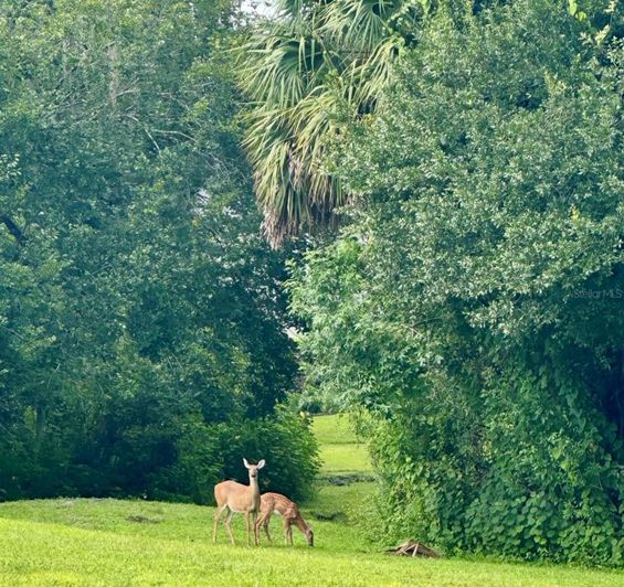 Image No.41-6 Bed House for sale