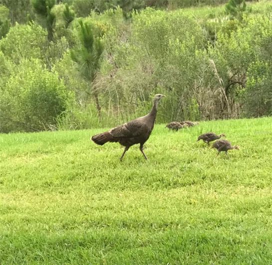 Image No.48-2 Bed House for sale