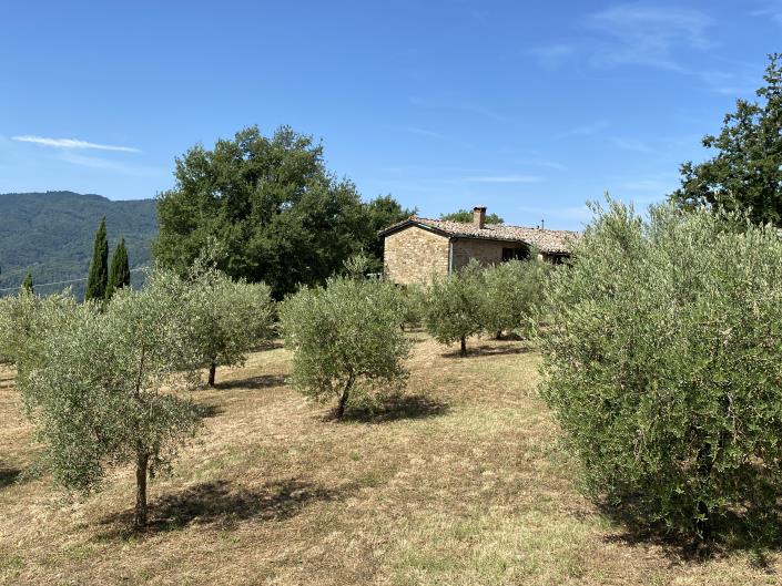 Image No.1-Ferme de 5 chambres à vendre à Castelnuovo di Val di Cecina