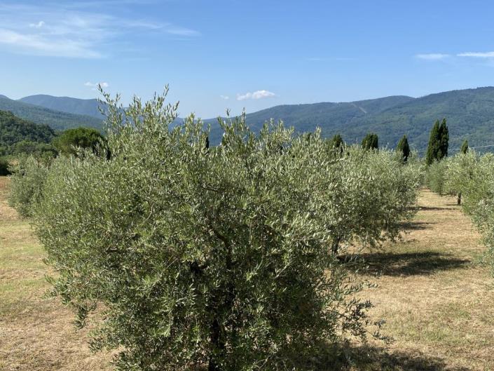 Image No.32-5 Bed Farmhouse for sale