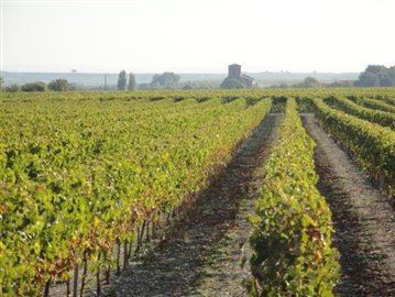 LA HAUTE SAINTONGE - Vignes © CMT17 E. COEFFE