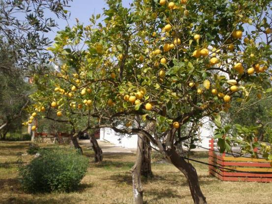 Image No.23-Villa / Détaché de 4 chambres à vendre à Gavalohori