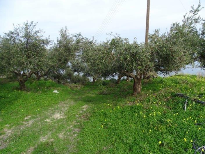 Image No.5-Terre à vendre à Kalyves