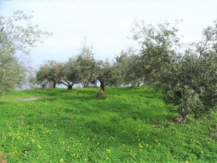 Image No.3-Terre à vendre à Kalyves