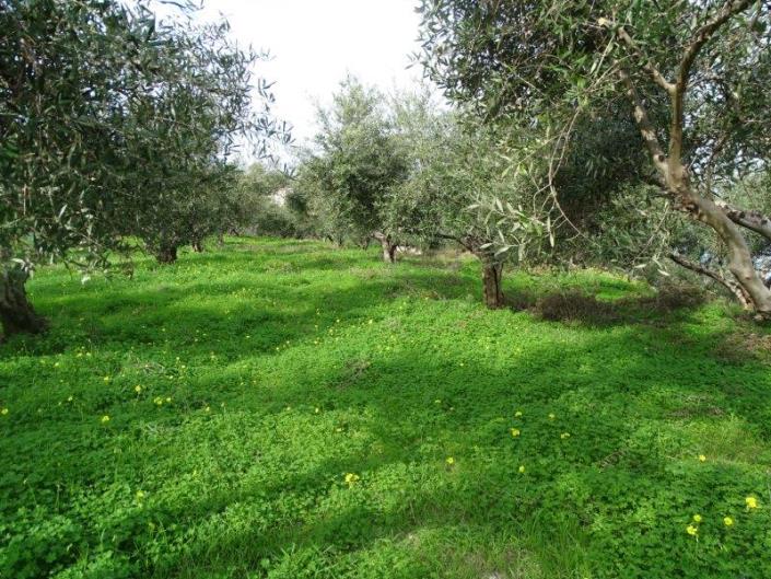 Image No.7-Terre à vendre à Kalyves