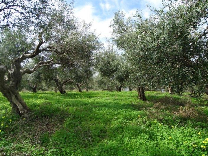 Image No.8-Terre à vendre à Kalyves