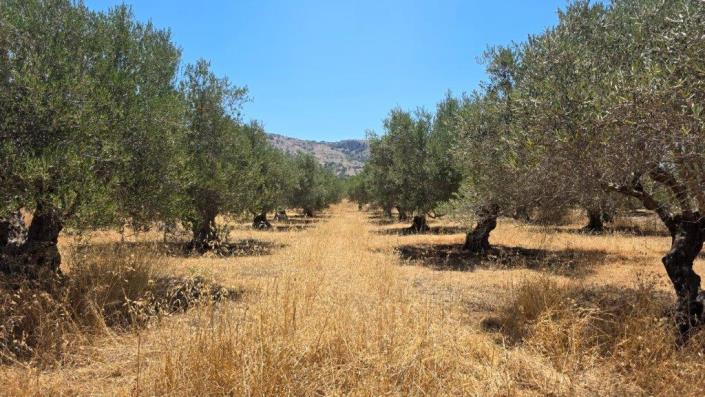 Image No.1-Plot for sale