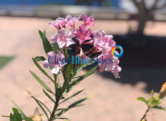 Image No.41-4 Bed Villa for sale