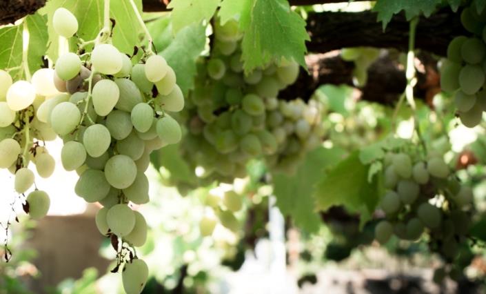 Image No.4-Maison de 4 chambres à vendre à Kotor