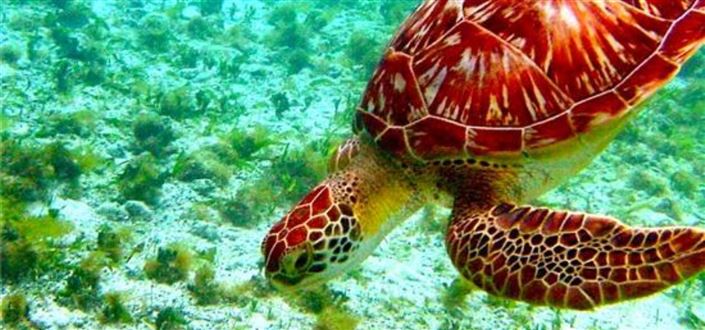 Image No.7-Propriété à vendre à Canouan