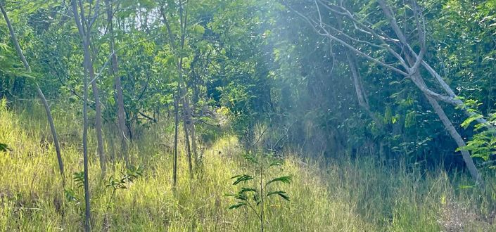 Image No.6-Propriété à vendre à Bequia