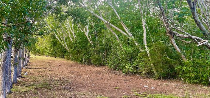 Image No.4-Propriété à vendre à Bequia