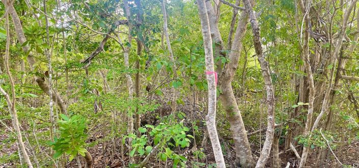 Image No.8-Propriété à vendre à Bequia