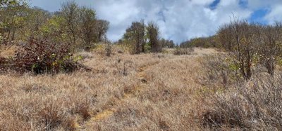 Mount Pleasant Land 7 Acres GR 508 Image 7