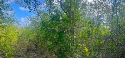 Mount Pleasant Land Plot 1 on GR1634 Image 2