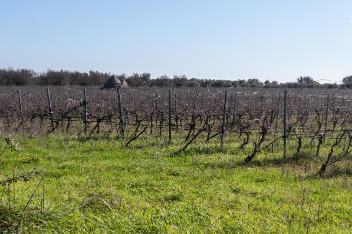 Image No.16-5 Bed Masseria for sale