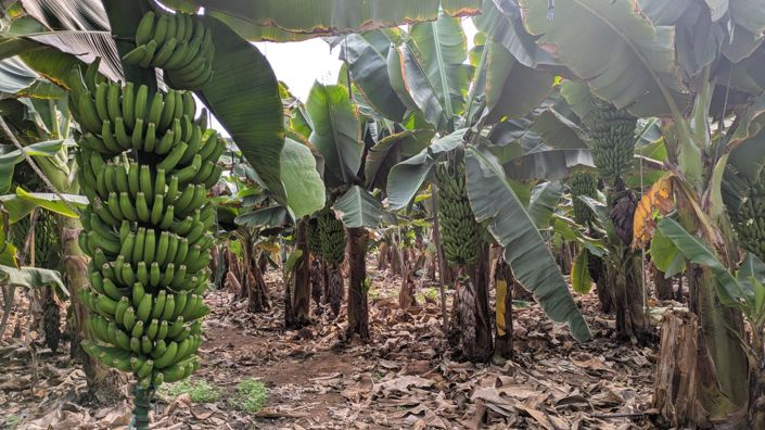 Image No.5-5 Bed Property for sale