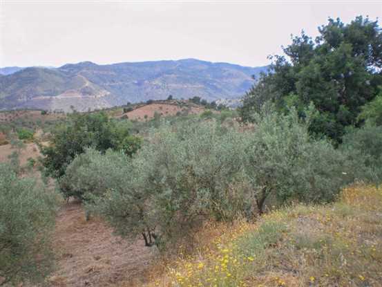 Image No.21-Propriété à vendre à Tolox