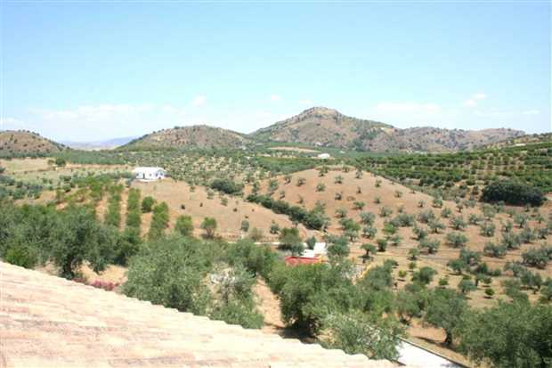 Image No.23-Propriété de 4 chambres à vendre à Guaro