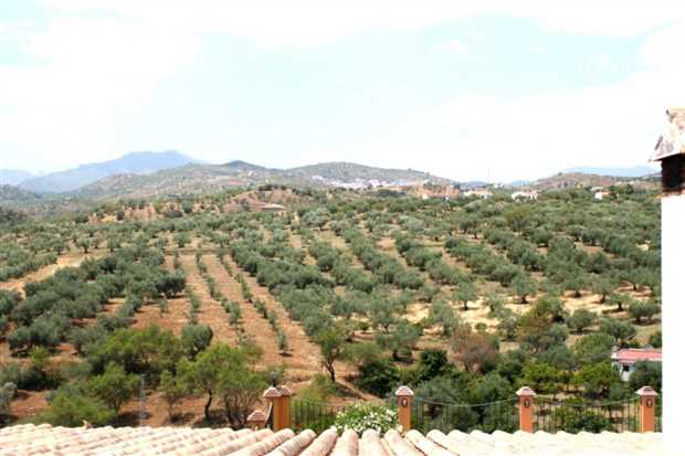 Image No.24-Propriété de 4 chambres à vendre à Guaro