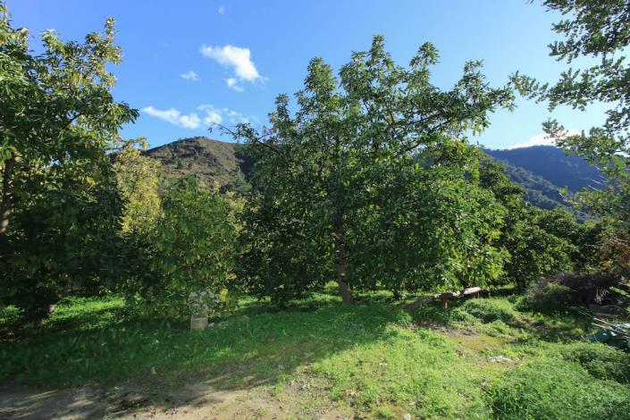 Image No.27-Ferme de 1 chambre à vendre à Tolox