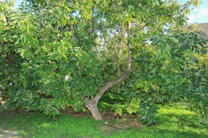 Image No.28-Ferme de 1 chambre à vendre à Tolox