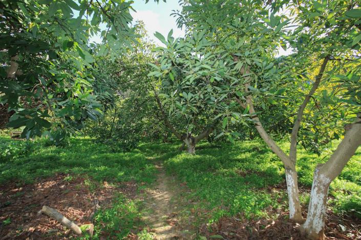 Image No.29-Ferme de 1 chambre à vendre à Tolox