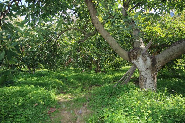 Image No.30-Ferme de 1 chambre à vendre à Tolox
