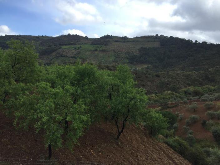 Image No.15-Terre à vendre à Tolox