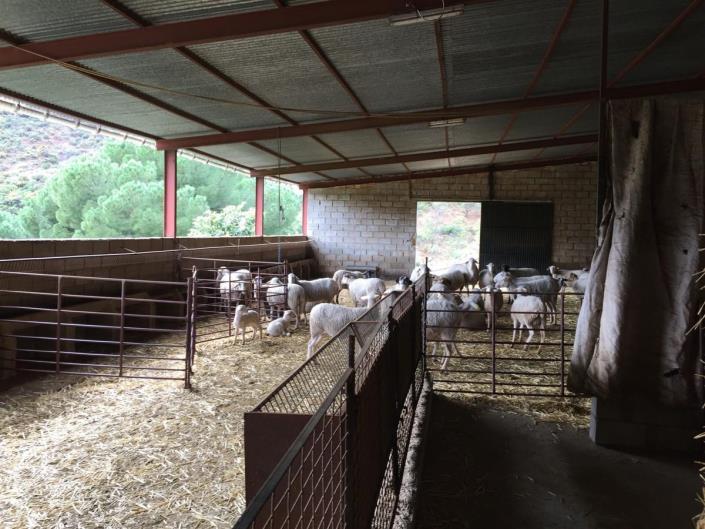 Image No.19-Terre à vendre à Tolox