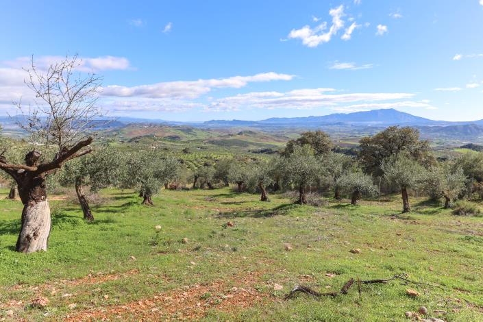 Image No.49-Villa / Détaché de 2 chambres à vendre à Alozaina