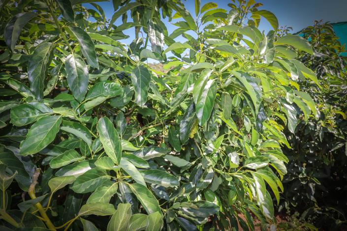 Image No.43-1 Bed Farmhouse for sale