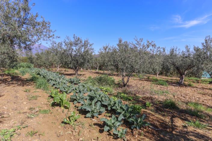 Image No.48-Villa / Détaché de 4 chambres à vendre à Guaro