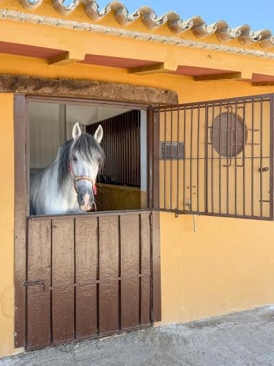Image No.41-5 Bed Finca for sale