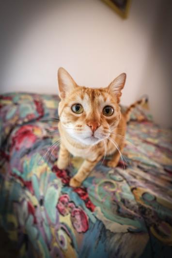 Image No.47-3 Bed House/Villa for sale