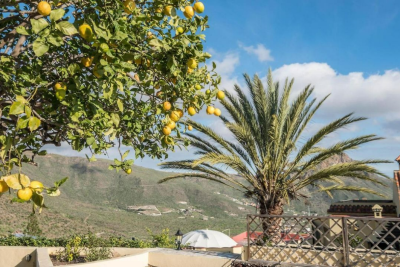 Fruit-trees